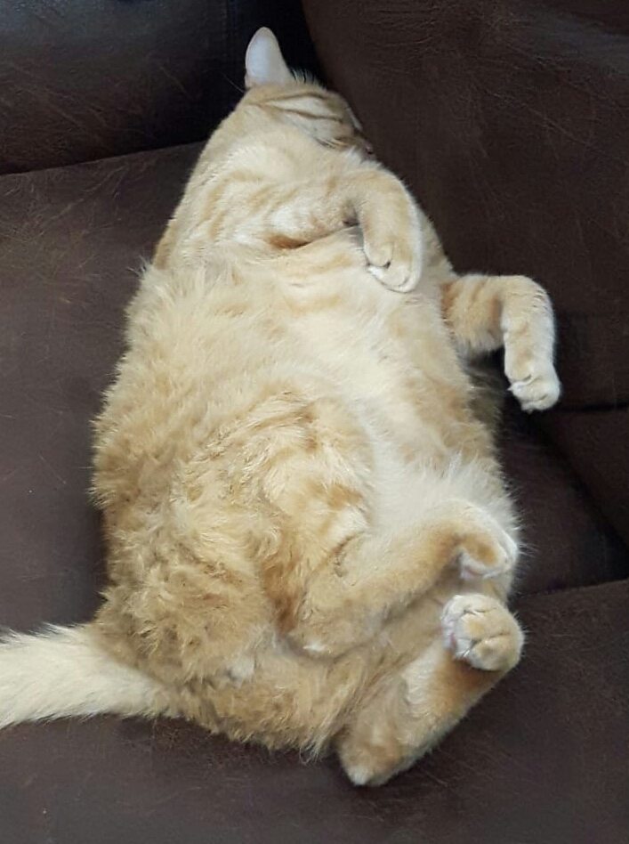 loafing ronald