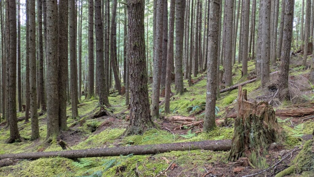 Forest
